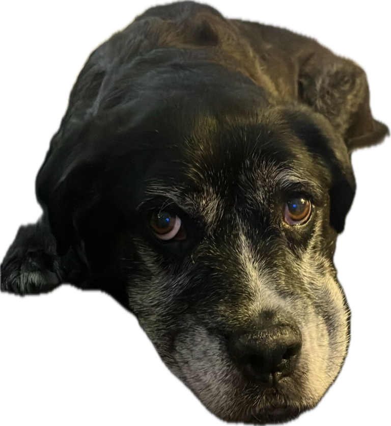 Boxer, a recorded specimen