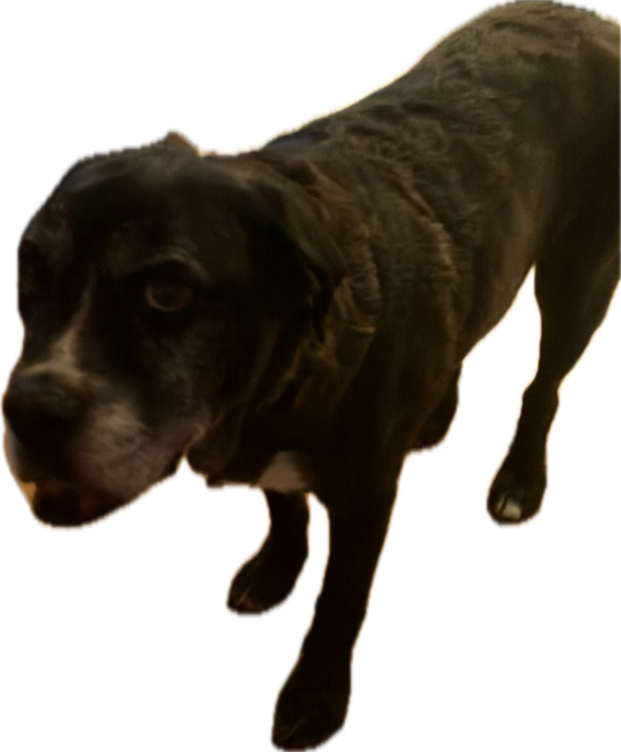 Black Labrador Retriever, a recorded specimen