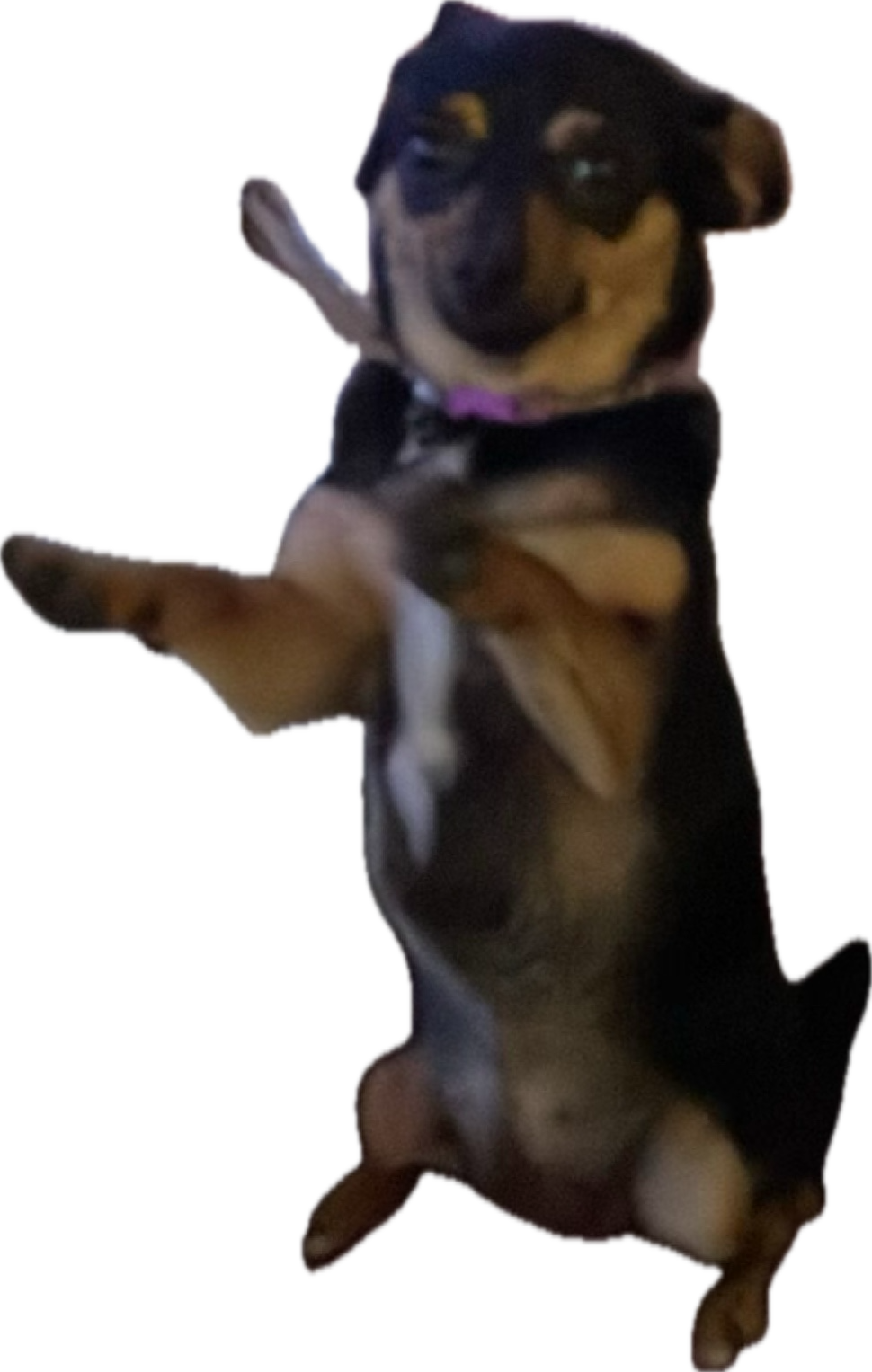 Miniature Pinscher