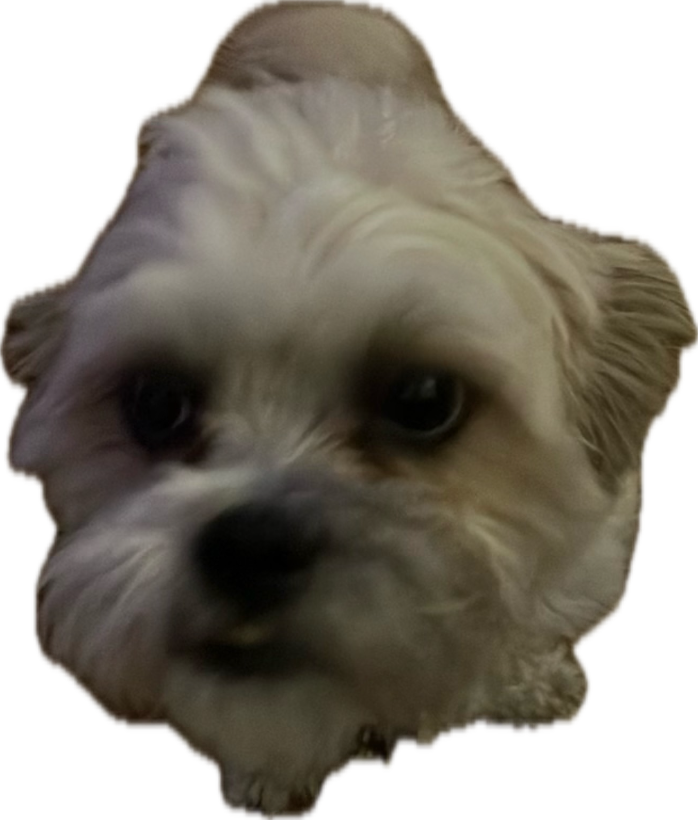 Maltese