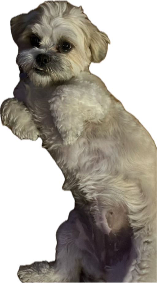 Shih Tzu, a recorded specimen