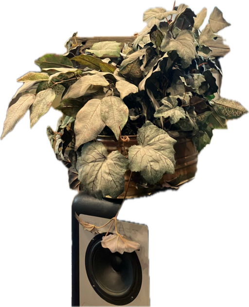 Dying Houseplant