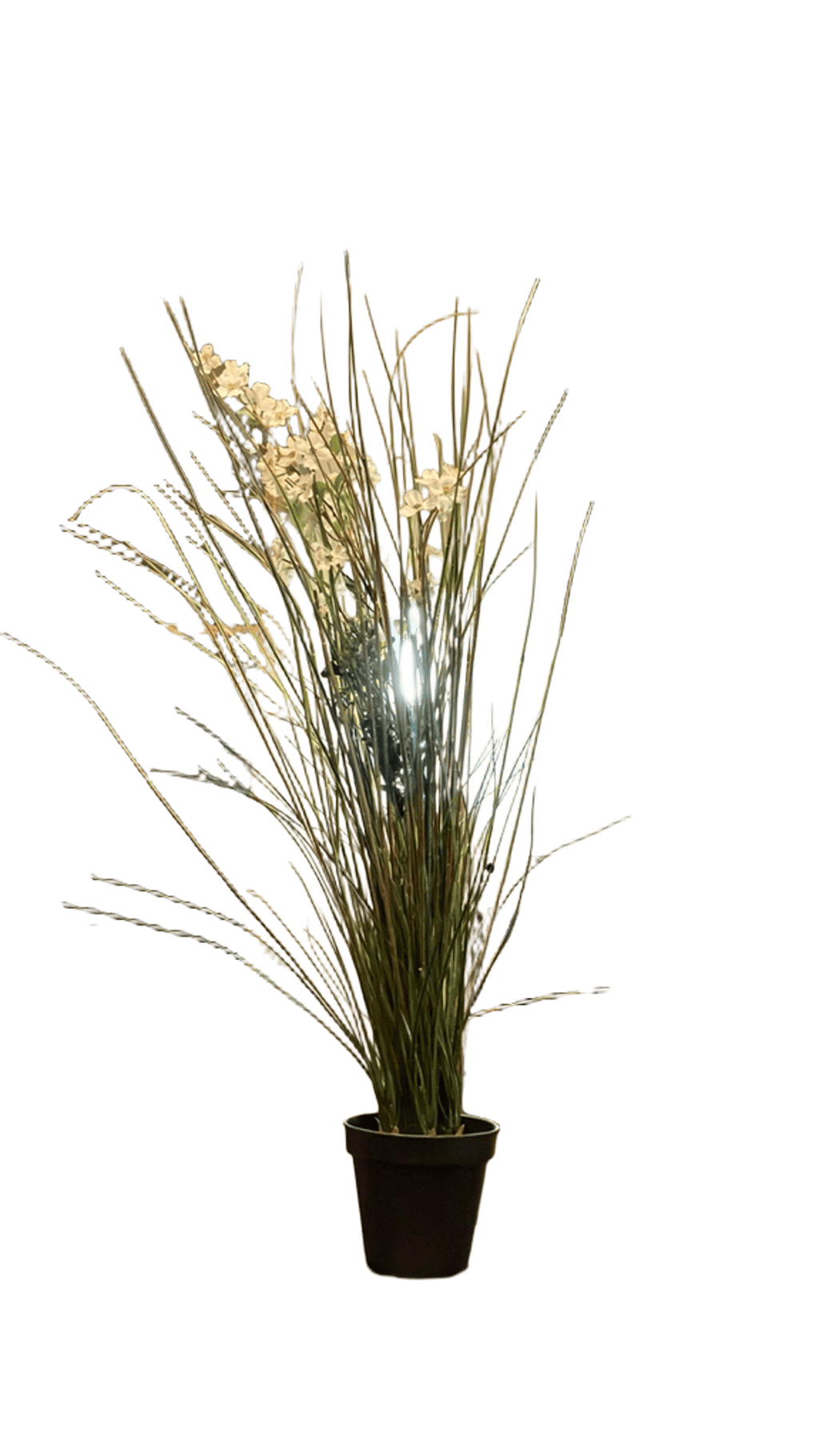Ornamental Grass With White Flowers