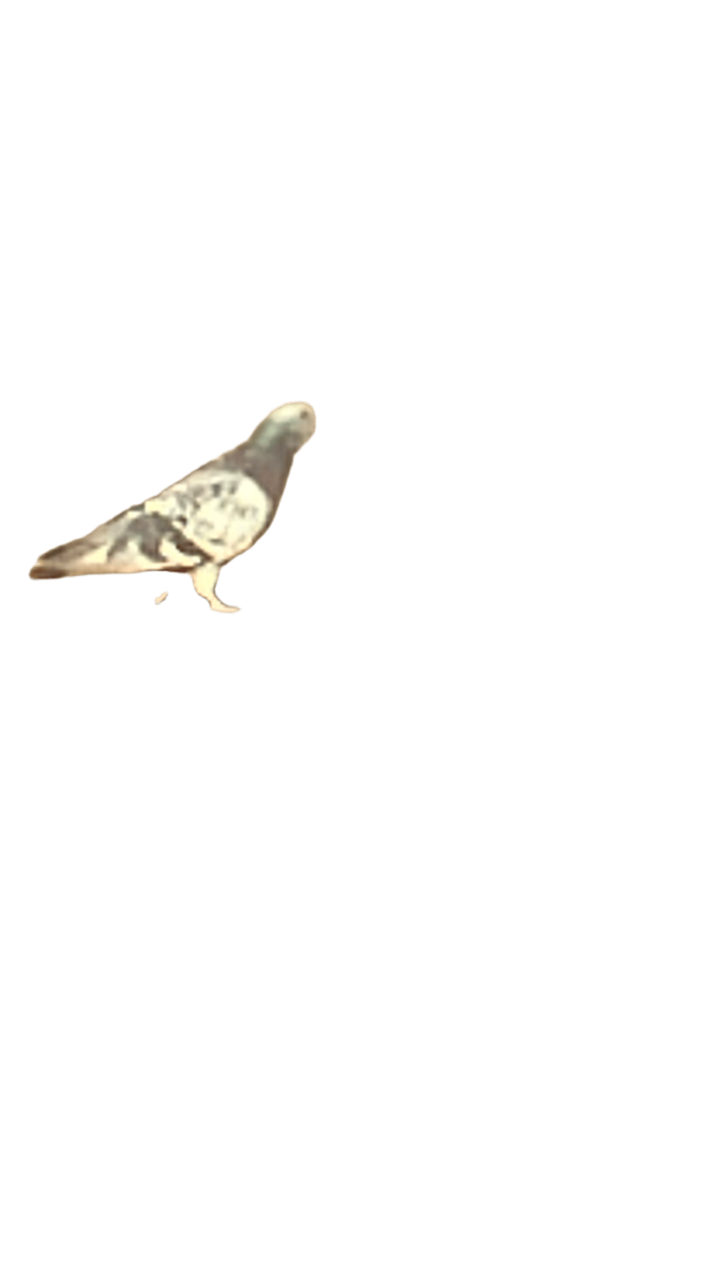 Pigeon, a recorded specimen