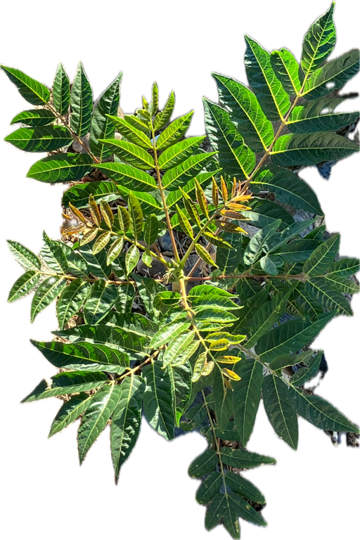 Mango Seedling