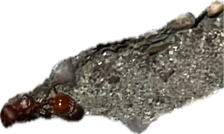Carpenter Ant