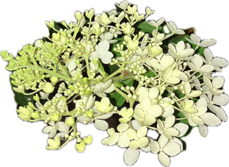Oakleaf Hydrangea, a recorded specimen