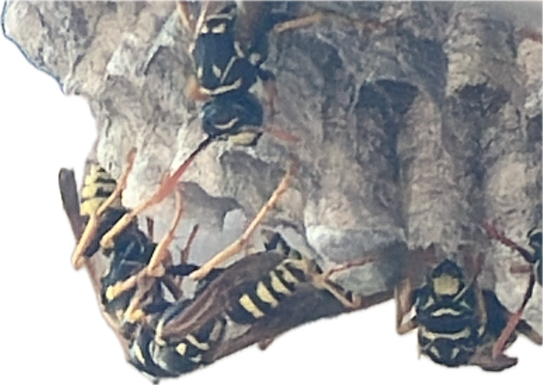 Paper Wasp, a recorded specimen