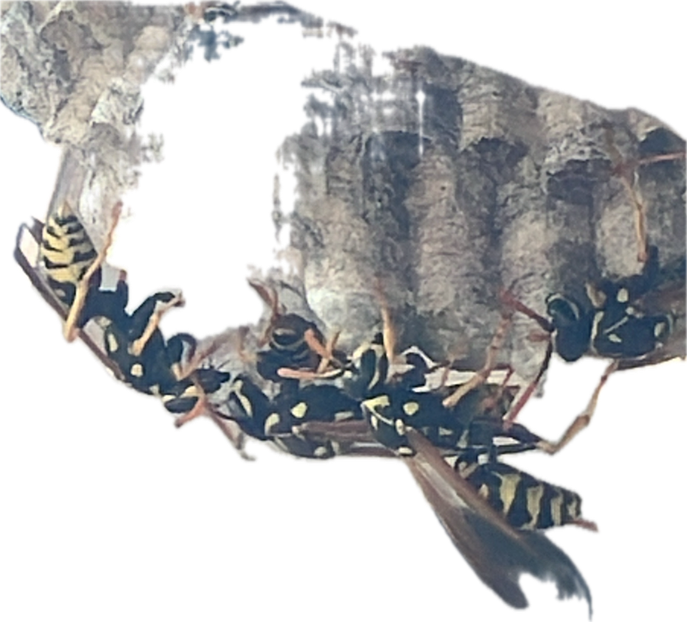 Paper Wasp, a recorded specimen