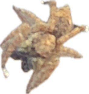 Crab