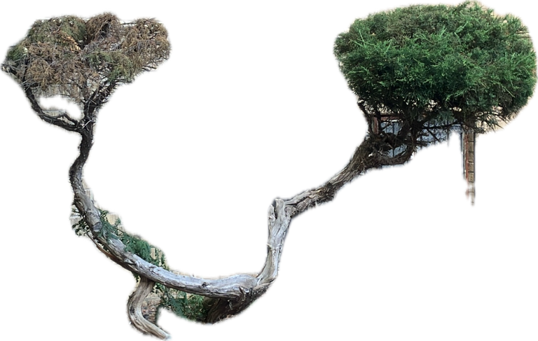 Bonsai Tree