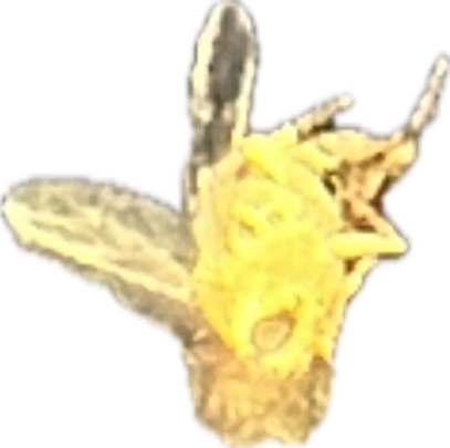 Yellow Jacket, a recorded specimen