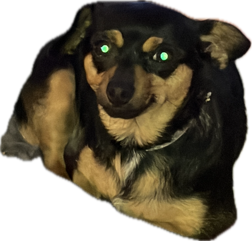 Chihuahua, a recorded specimen