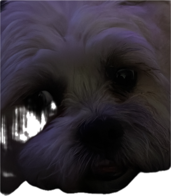 Shih Tzu, a recorded specimen