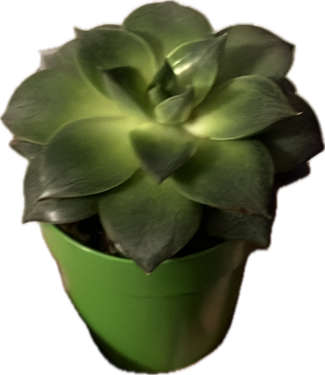 Echeveria