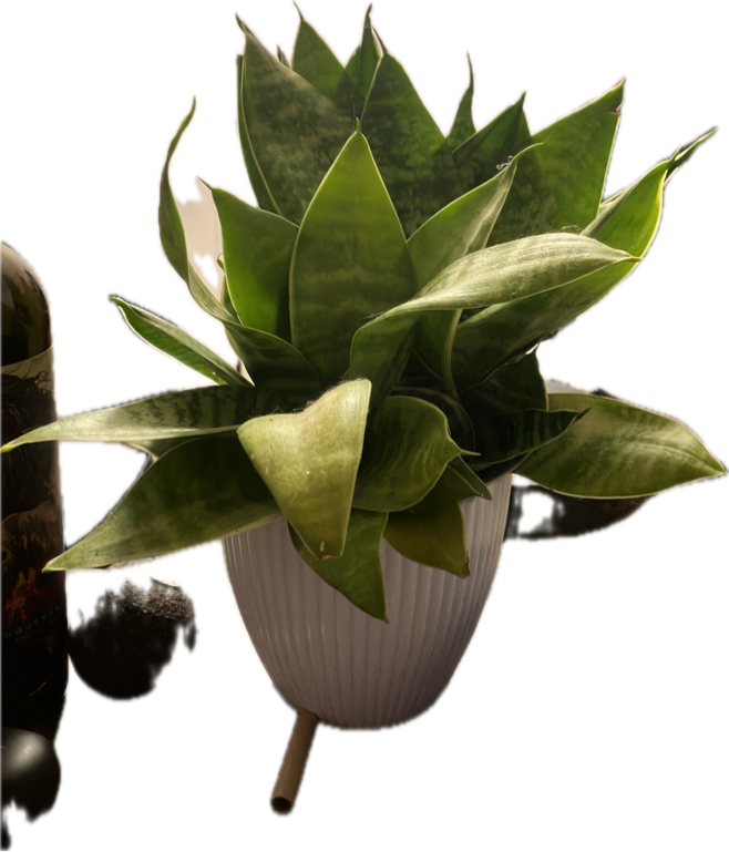 Snake Plant, a recorded specimen