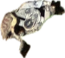 Vinegaroon