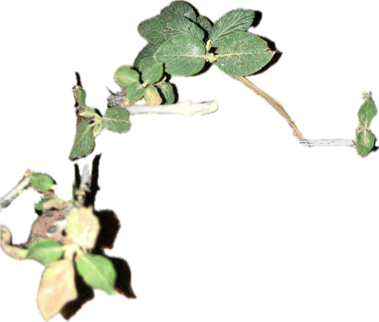Strawberry, a recorded specimen