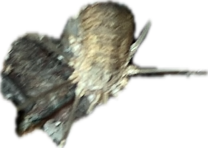 Ground Cricket