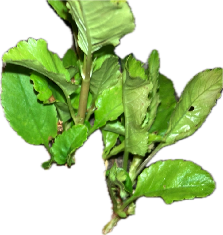 Seedling