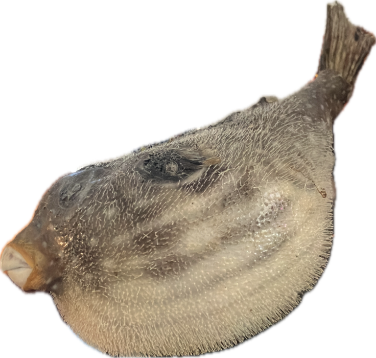 Porcupinefish