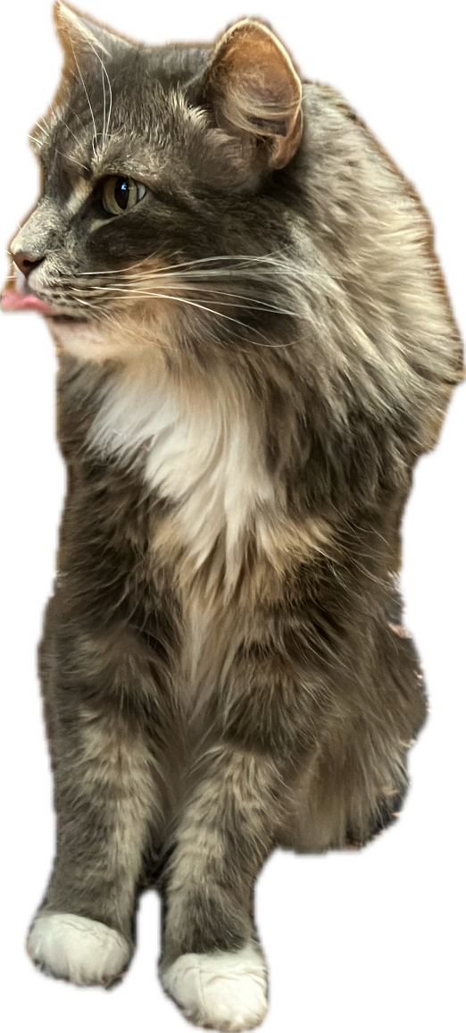 Domestic Longhair Cat
