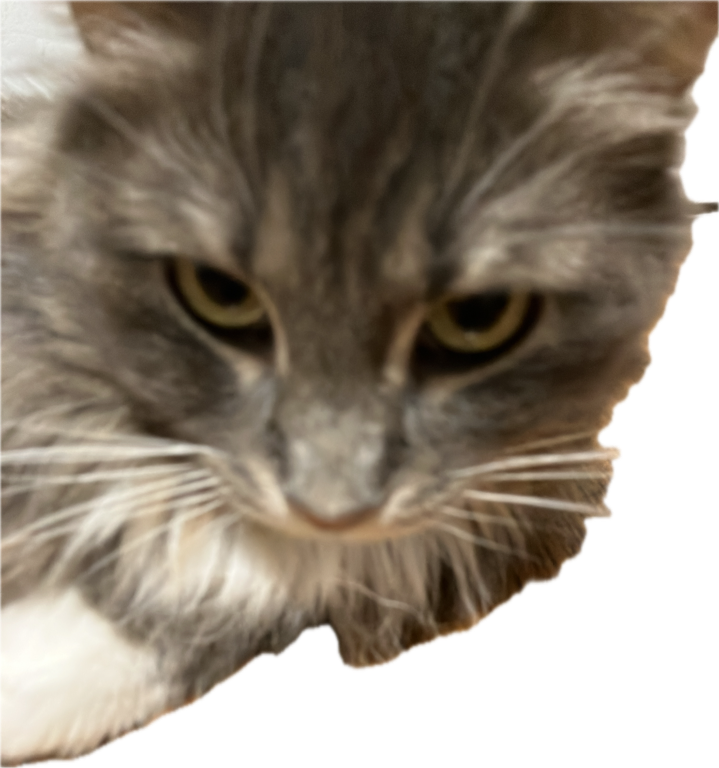 Maine Coon, a recorded specimen