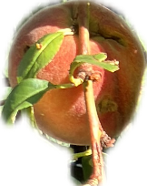 Peach Tree