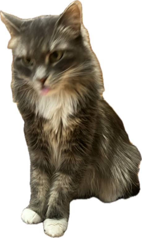 Maine Coon