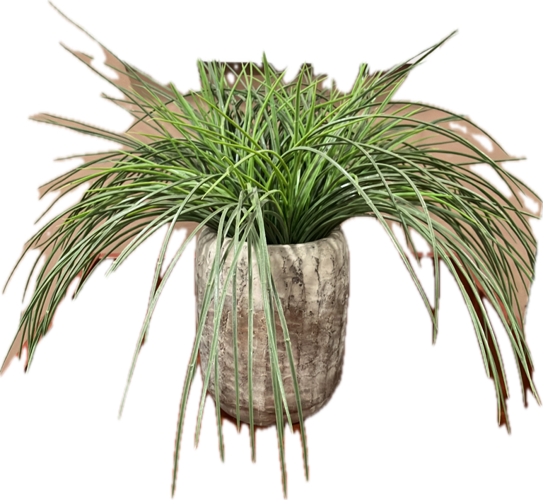 Spider Plant