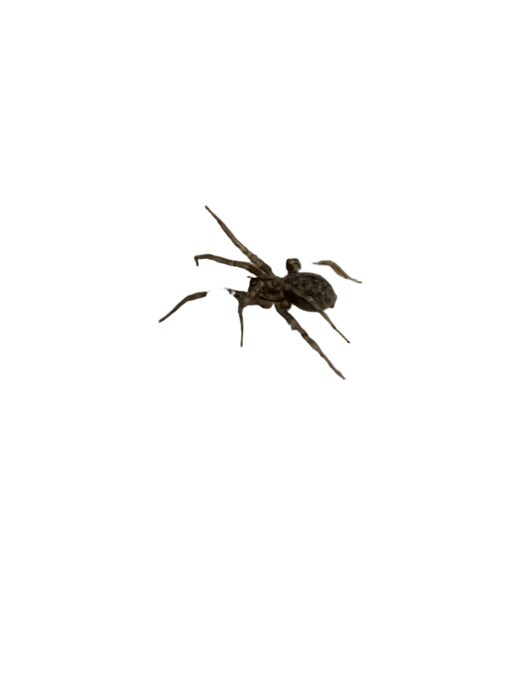 Wolf Spider, a recorded specimen