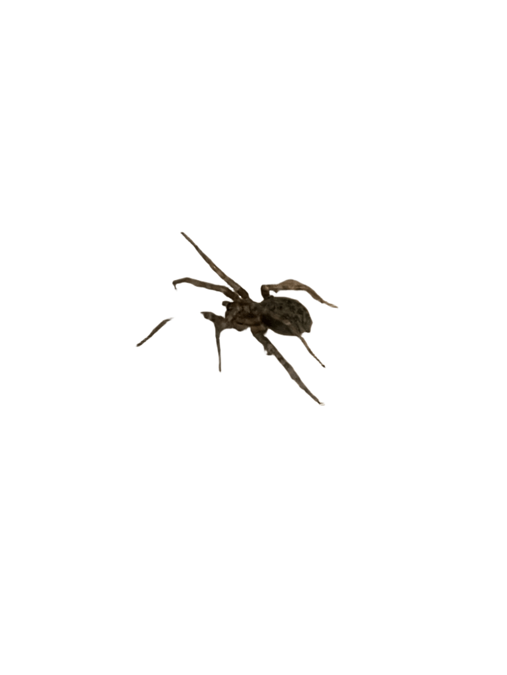 Wolf Spider, a recorded specimen
