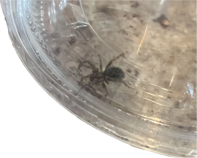 Wolf Spider, a recorded specimen