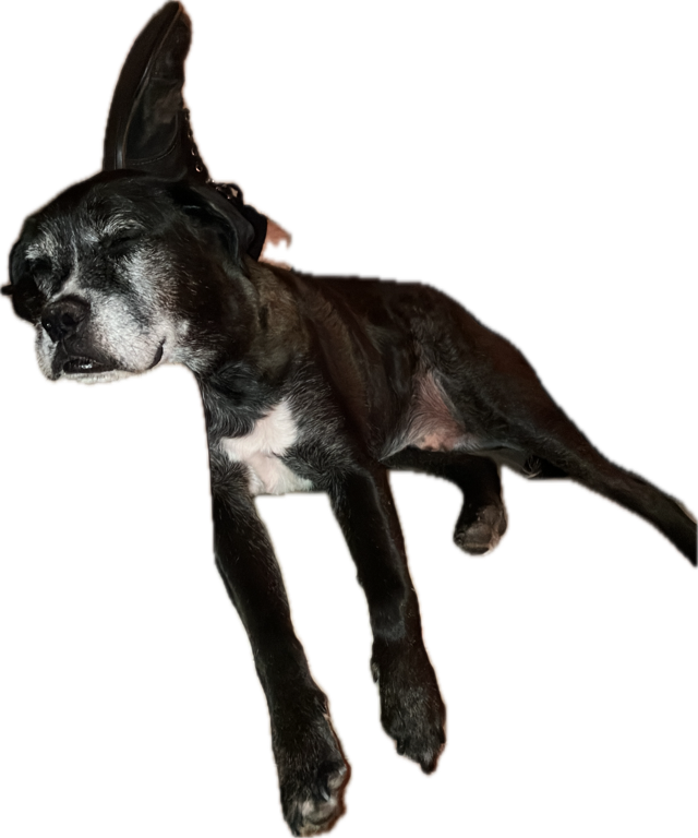 Mixed-Breed Dog, a recorded specimen