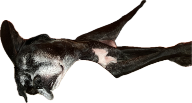 Domestic Cat, a recorded specimen