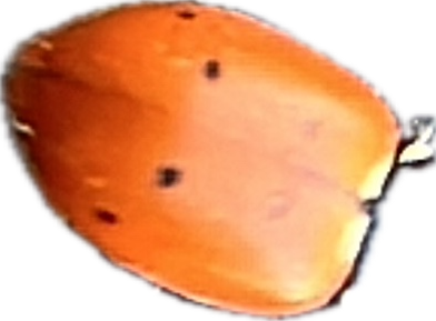 Ladybug, a recorded specimen