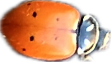 Ladybug, a recorded specimen