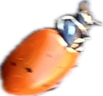 Ladybug, a recorded specimen