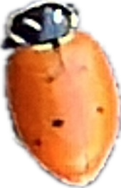 Ladybug, a recorded specimen