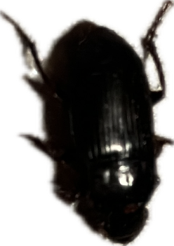 Ground Beetle, a recorded specimen