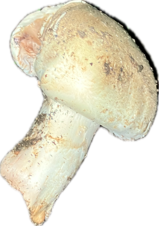 Puffball Mushroom, a recorded specimen