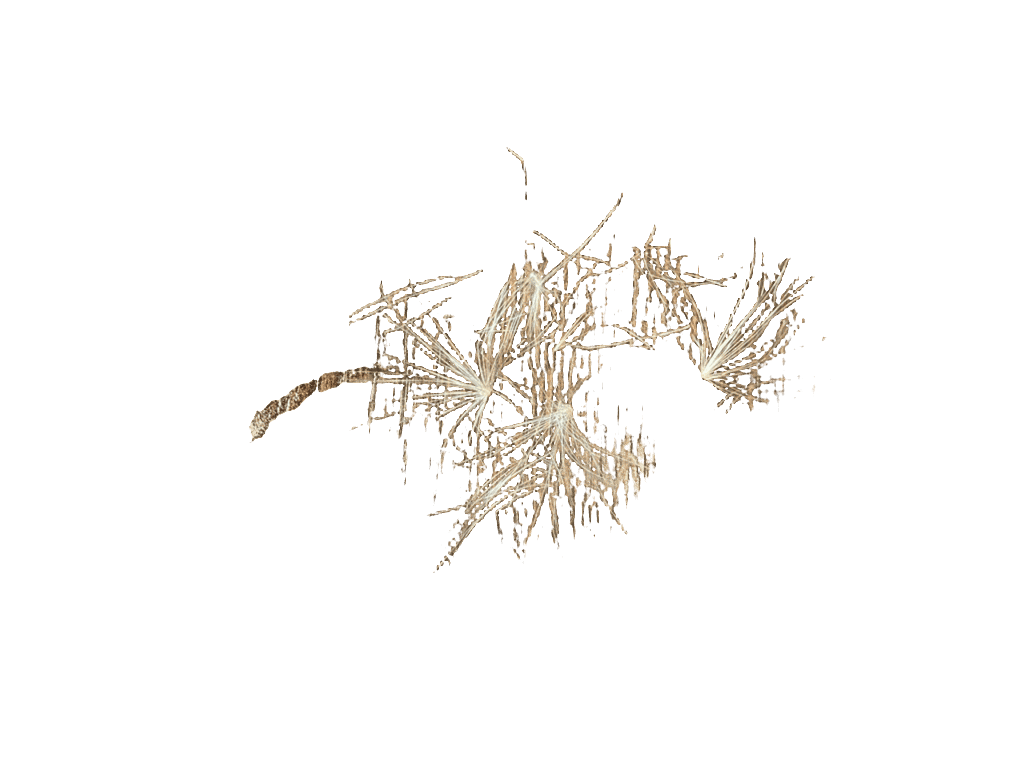 Dandelion Seedhead