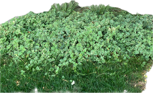 Ice Plant
