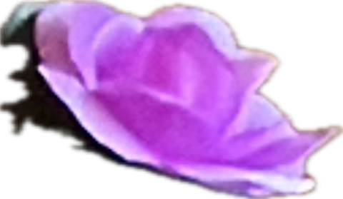 Morning Glory