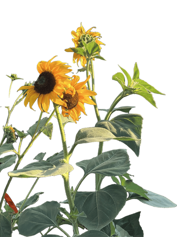 Sunflower, a recorded specimen