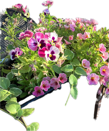 Pansy
