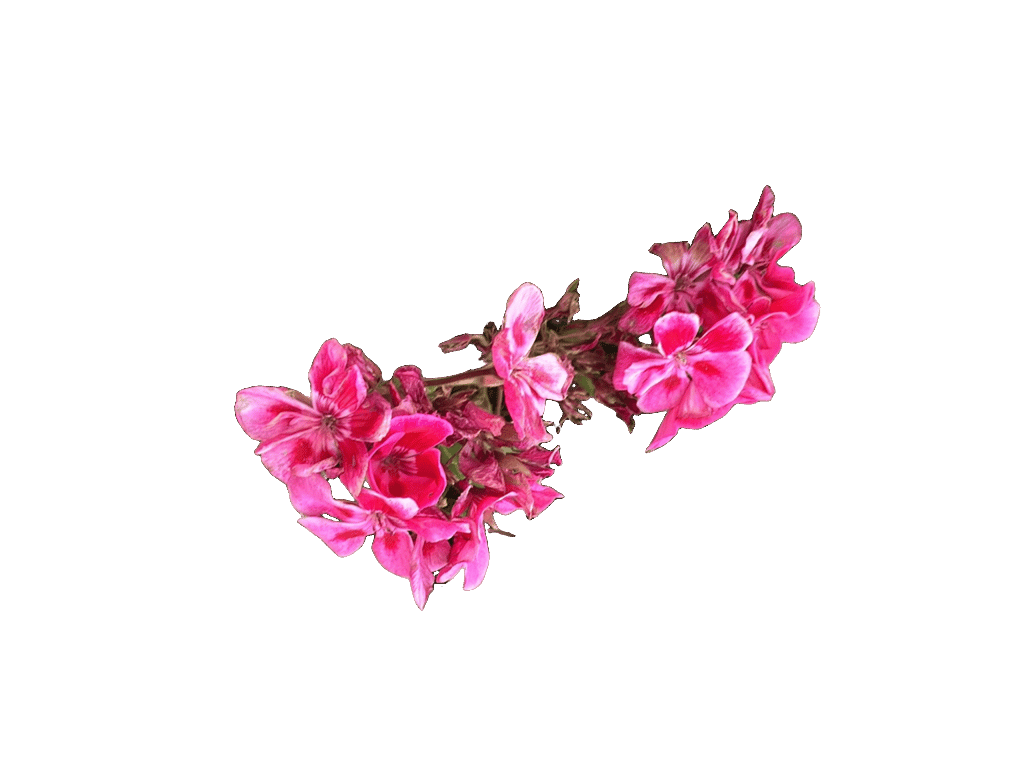 Geranium, a recorded specimen
