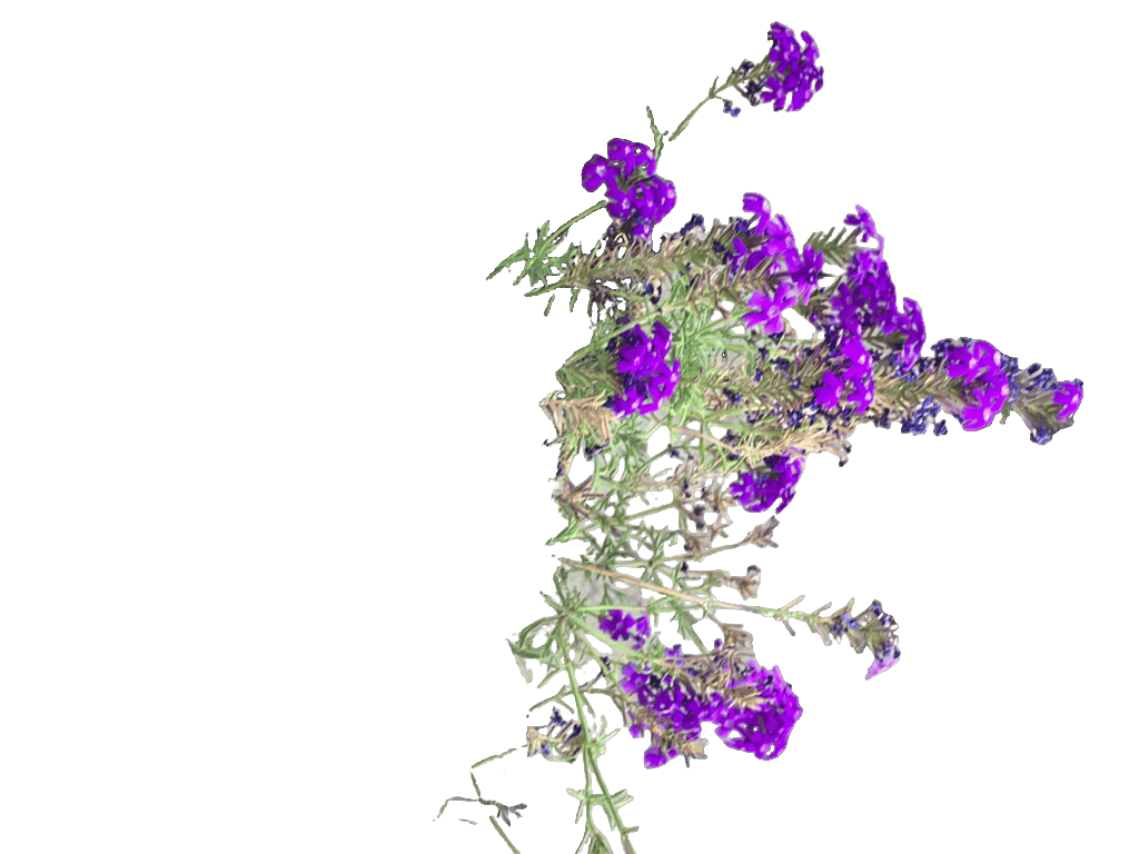 Verbena