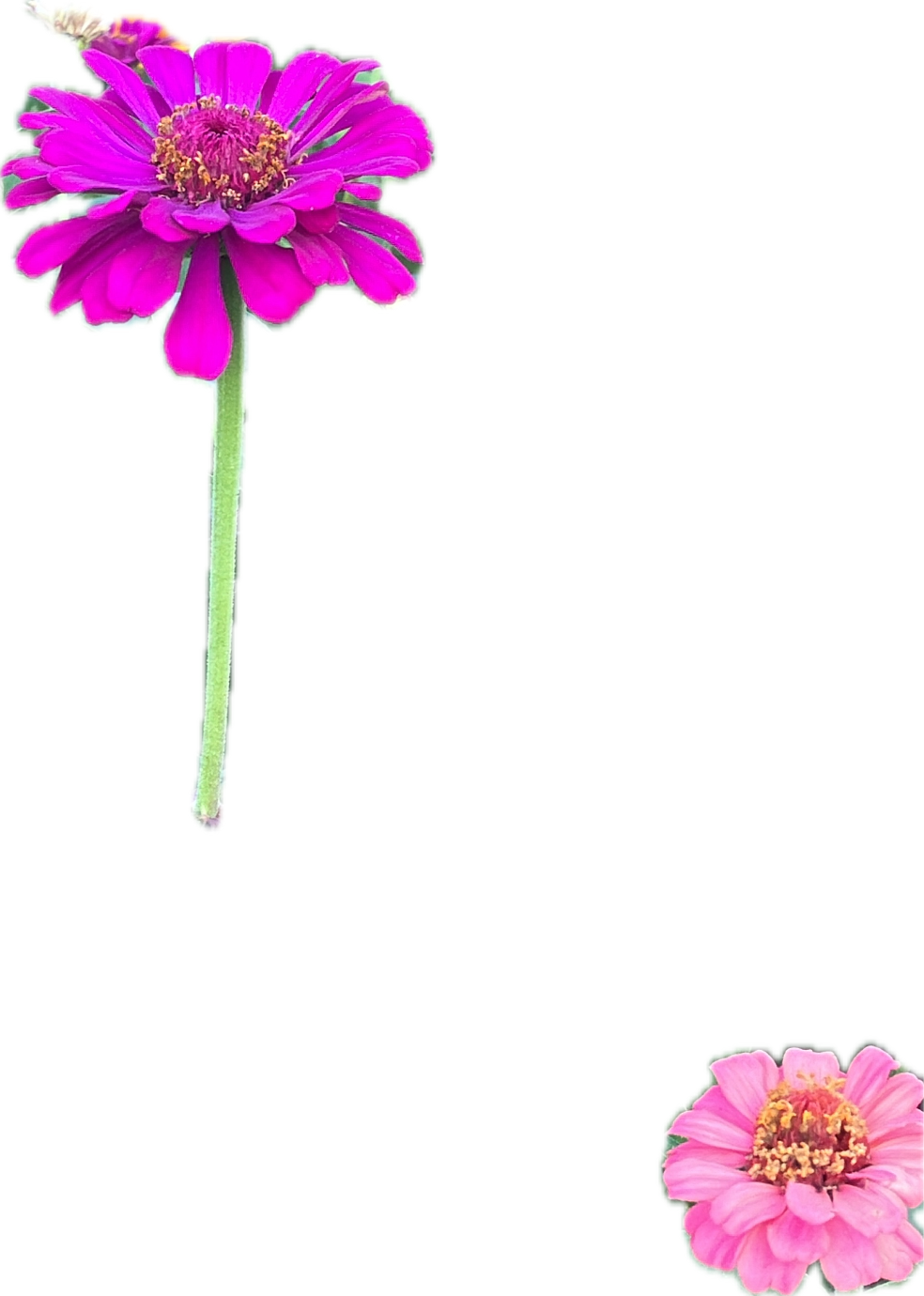 Zinnia, a recorded specimen