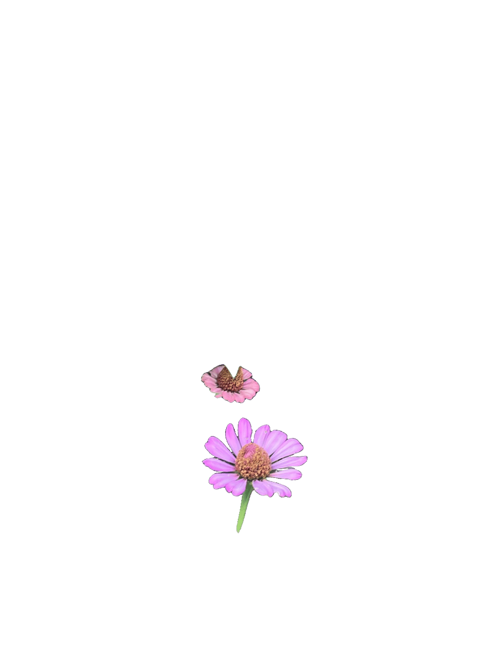 Zinnia